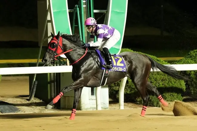 自在性は豊かで底力も十分のサンライズホーク