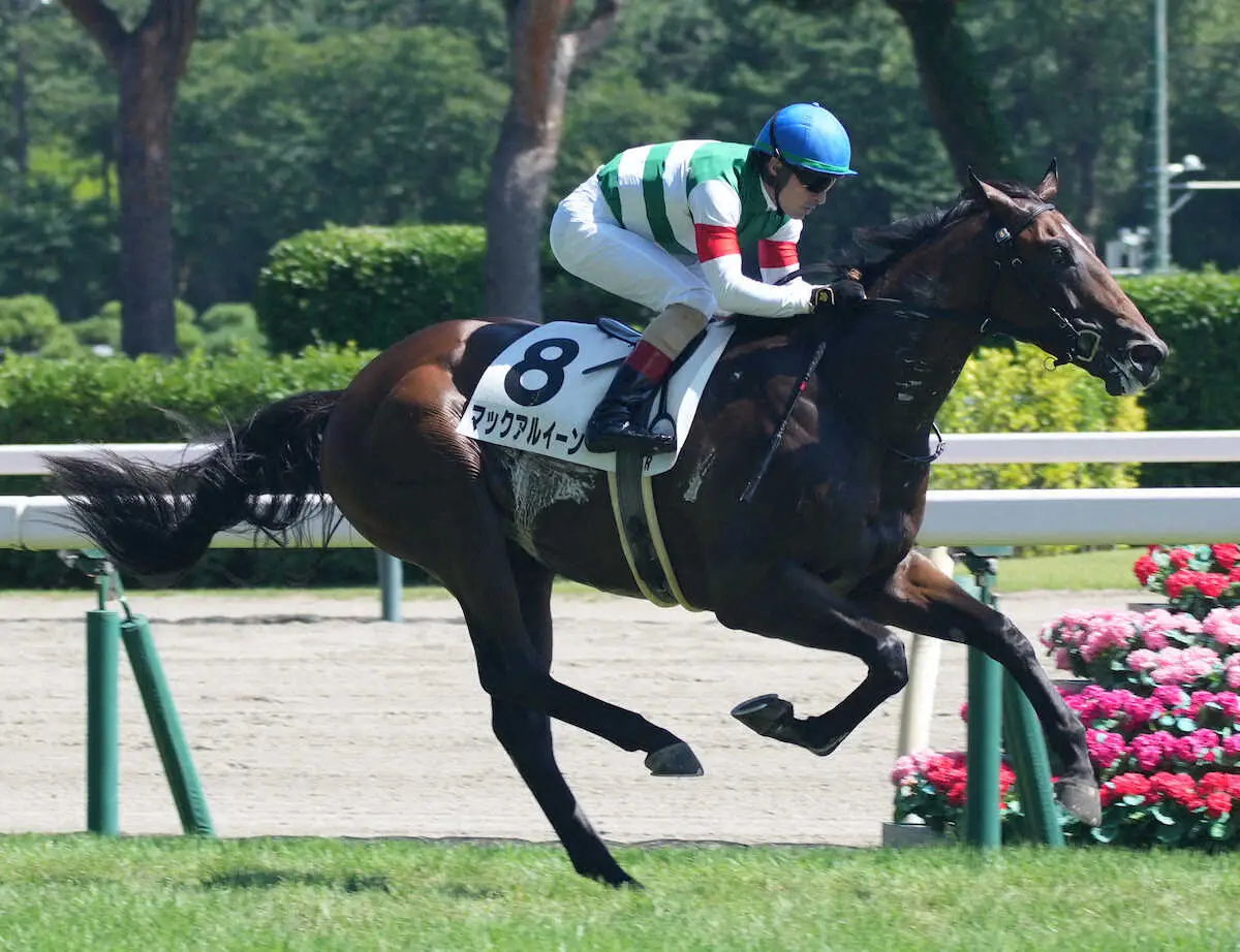 ＜新潟6R新馬戦＞レースを制したマックアルイーン（撮影・郡司　修）