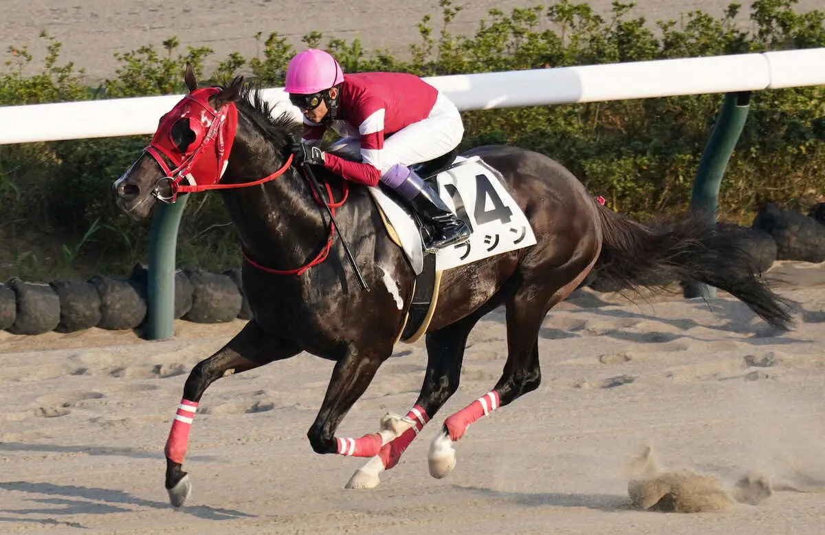 ＜中山12R＞レースを制したブシン（撮影・村上　大輔）