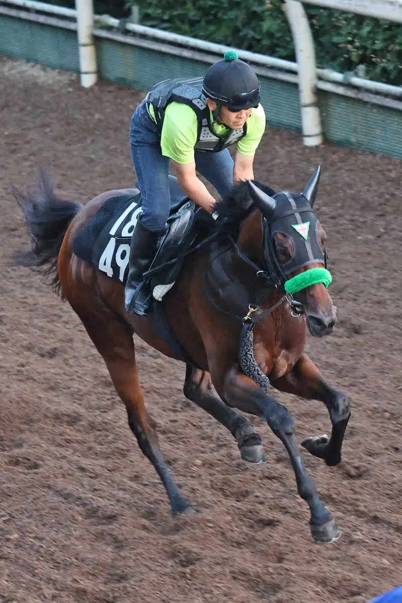 坂路を余裕残しで駆け上がるオーロラエックス