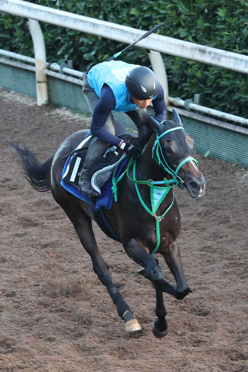 坂路を軽快に駆け上がるサフィラ