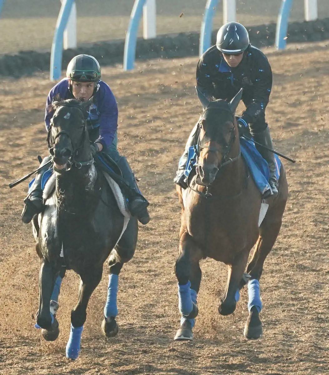 ＜毎日王冠＞Wコース併せ馬で追い切るホウオウビスケッツ（右）（撮影・郡司　修）