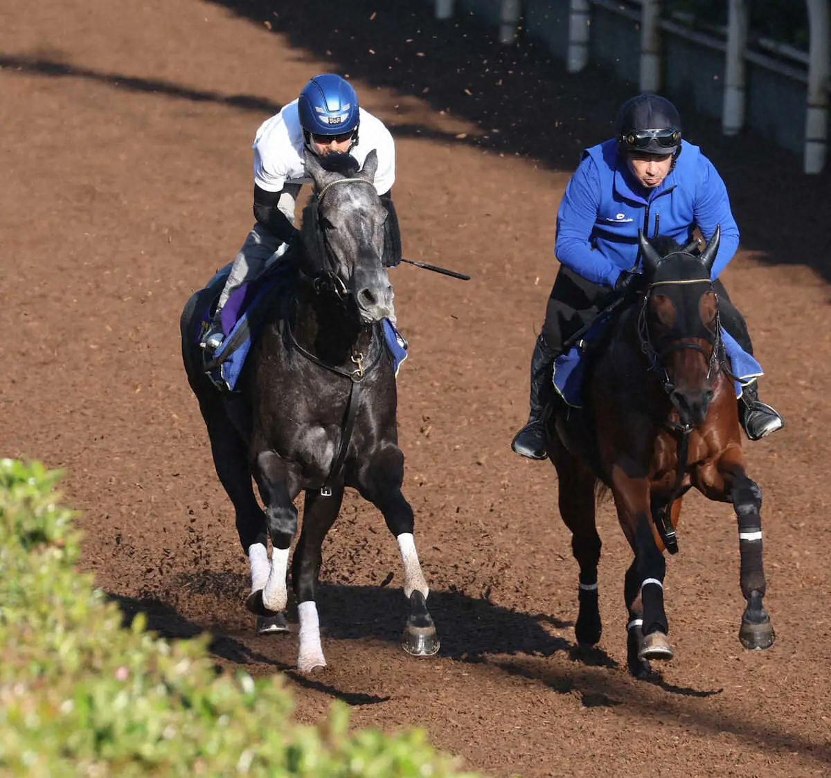 北村友を背に坂路にて併せ馬で追い切るアスクカムオンモア（左）（撮影・亀井直樹）　