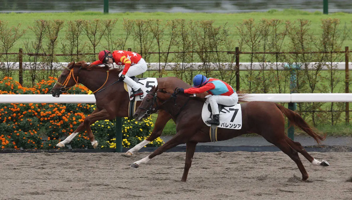 ＜京都4R＞新馬戦を快勝するビーコ（左）（撮影・平嶋　理子）