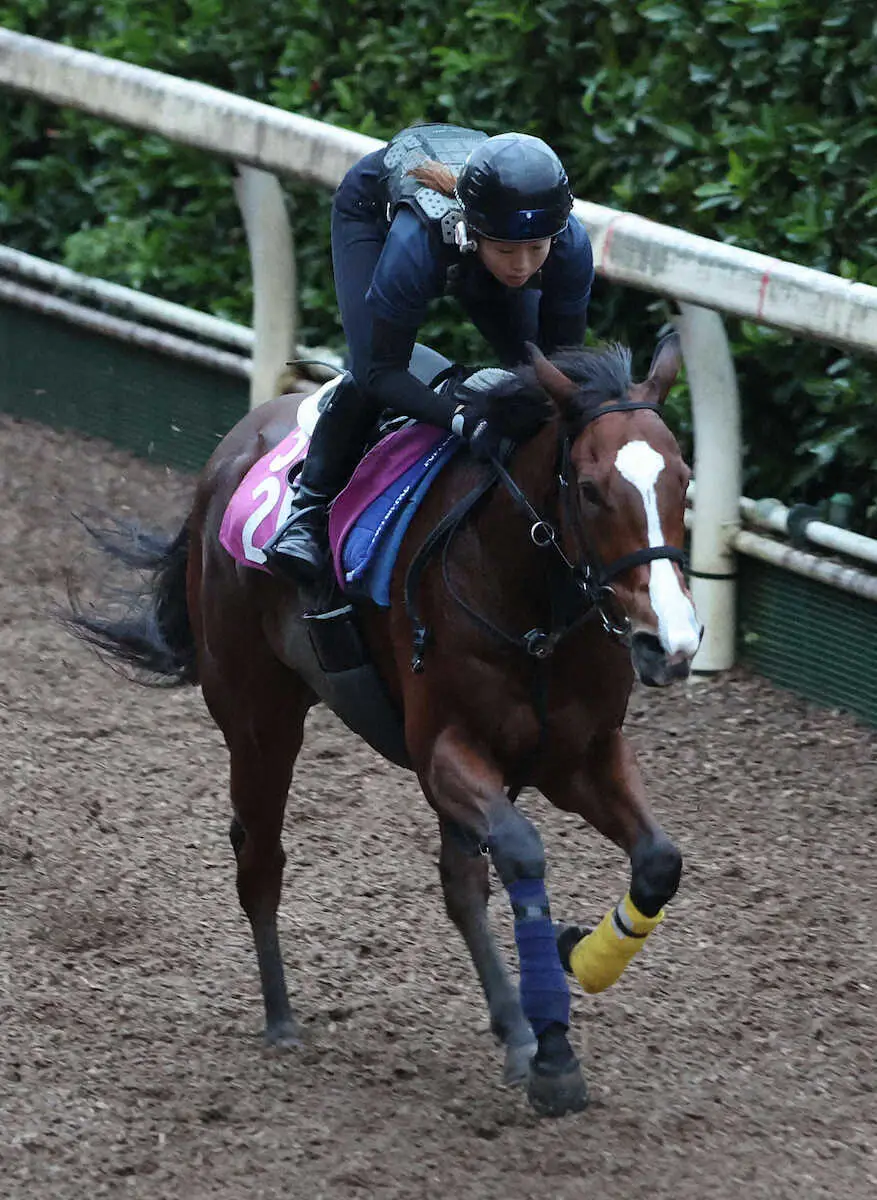 坂路を単走で追い切るカルプスペルシュ