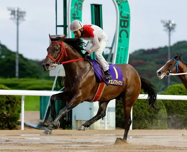 メンバー的に地力で勝るアエノブライアン