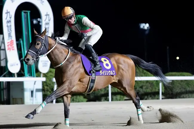 器用なタイプで佐賀8勝の実績があるダイリンウルフ