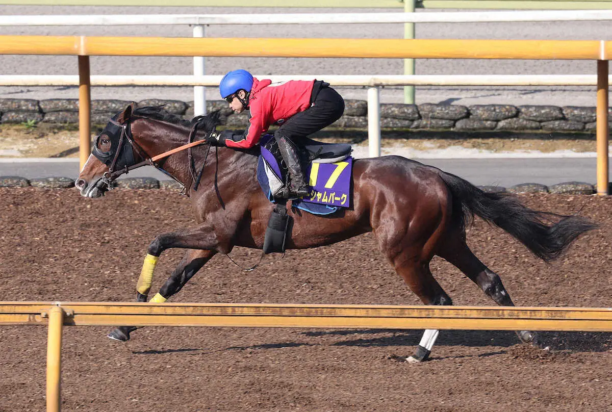 池添を背にCWを併せ馬で追い切るローシャムパーク