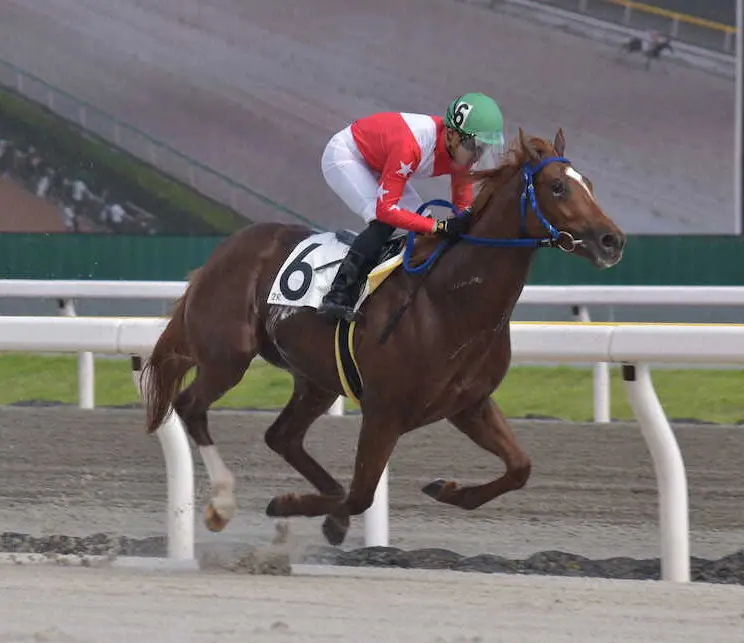 デビュー2連勝を飾ったスマトラフレイバー